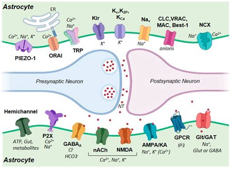 adenosine and ionotropic chanels